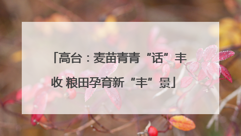 高台：麦苗青青“话”丰收 粮田孕育新“丰”景