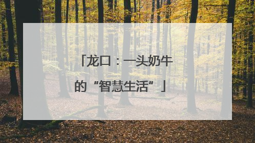 龙口：一头奶牛的“智慧生活”