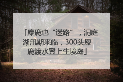 麋鹿也“迷路”，洞庭湖汛期来临，300头麋鹿渡水登上生境岛