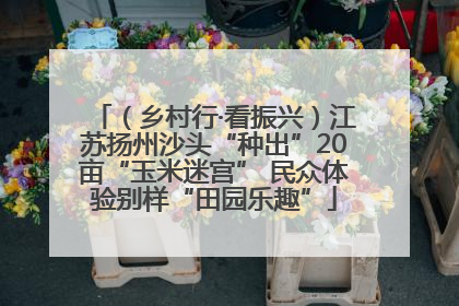 （乡村行·看振兴）江苏扬州沙头“种出”20亩“玉米迷宫” 民众体验别样“田园乐趣”